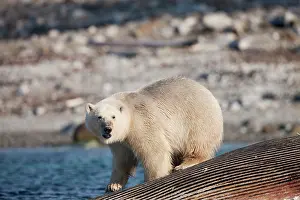Balaenoptera: Norway, Svalbard, Spitsbergen Island, Polar