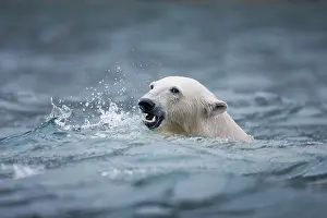 Sallyhammna: Norway, Svalbard, Spitsbergen Island, Polar