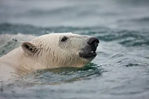 Sallyhammna: Norway, Svalbard, Spitsbergen Island, Polar