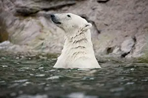 Individuality: Norway, Svalbard, Spitsbergen Island, Polar