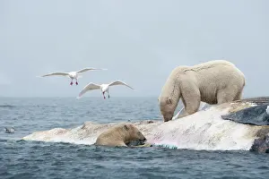 Submerged: Norway, Svalbard, Spitsbergen Island, Polar