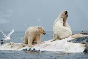 Competition: Norway, Svalbard, Spitsbergen Island, Polar