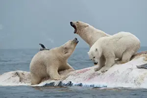 Competition: Norway, Svalbard, Spitsbergen Island, Polar