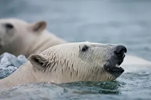 Sallyhammna: Norway, Svalbard, Spitsbergen Island, Polar