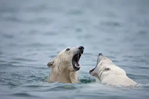 Competition: Norway, Svalbard, Spitsbergen Island, Polar