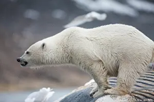 Fang: Norway, Svalbard, Spitsbergen Island, Polar