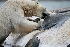Survival: Norway, Svalbard, Spitsbergen Island, Polar