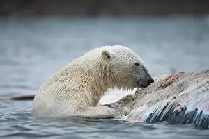 Survival: Norway, Svalbard, Spitsbergen Island, Polar