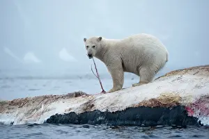 Survival: Norway, Svalbard, Spitsbergen Island, Polar