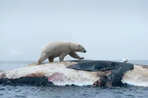 Survival: Norway, Svalbard, Spitsbergen Island, Polar