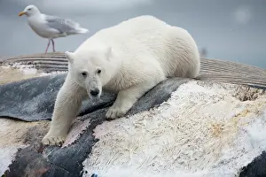Survival: Norway, Svalbard, Spitsbergen Island, Polar