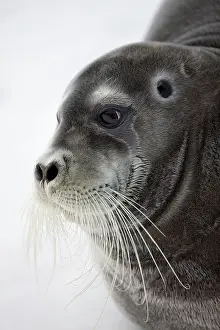 Left: Norway, Svalbard, Spitsbergen Island, Portrait