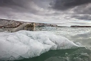 Whisker: Norway, Svalbard, Spitsbergen Island, Portrait