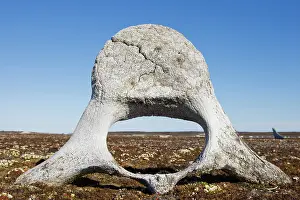 Bone: Norway, Svalbard, Storfjorden Fjord, Whale