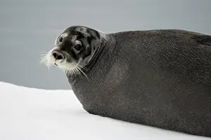 Tiholmane: Norway, Svalbard, Tiholmane Islands, Bearded
