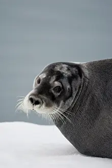 Tiholmane: Norway, Svalbard, Tiholmane Islands, Bearded