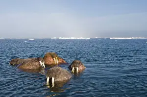 Submerged: Norway, Svalbard, Tiholmane Islands, Group