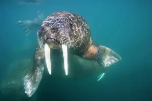 Submerged: Norway, Svalbard, Tiholmane Islands, Underwater