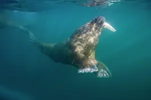 Individuality: Norway, Svalbard, Tiholmane Islands, Underwater