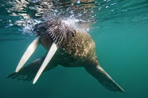 Individuality: Norway, Svalbard, Tiholmane Islands, Underwater
