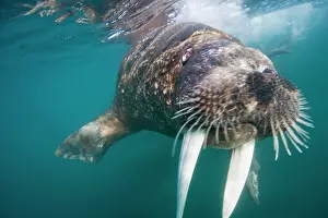 Individuality: Norway, Svalbard, Tiholmane Islands, Underwater
