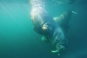 Submerged: Norway, Svalbard, Tiholmane Islands, Underwater