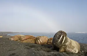 Tiholmane: Norway, Svalbard, Tiholmane Islands, Walrus