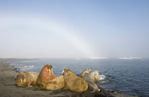 Tiholmane: Norway, Svalbard, Tiholmane Islands, Walrus