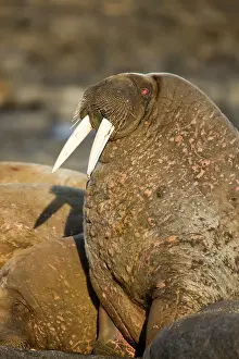 Tiholmane: Norway, Svalbard, Tiholmane Islands, Walrus