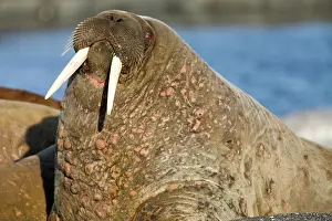 Tiholmane: Norway, Svalbard, Tiholmane Islands, Walrus