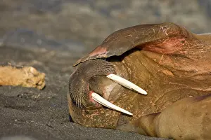 Scratching: Norway, Svalbard, Tiholmane Islands, Walrus