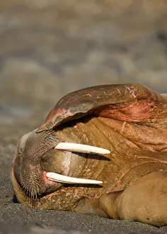 Scratching: Norway, Svalbard, Tiholmane Islands, Walrus