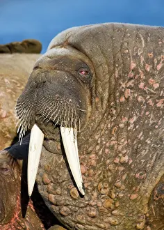 Tiholmane: Norway, Svalbard, Tiholmane Islands, Walrus