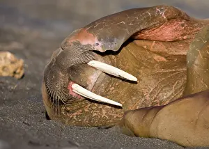 Scratching: Norway, Svalbard, Tiholmane Islands, Walrus