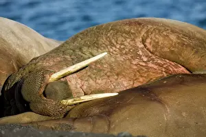 Crowded: Norway, Svalbard, Tiholmane Islands, Walrus
