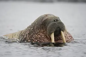 Tiholmane: Norway, Svalbard, Tiholmane Islands, Walrus