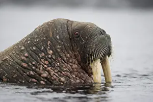 Tiholmane: Norway, Svalbard, Tiholmane Islands, Walrus