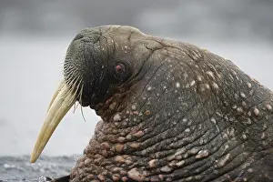 Tiholmane: Norway, Svalbard, Tiholmane Islands, Walrus
