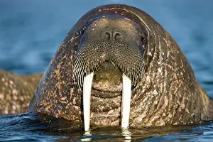 Individuality: Norway, Svalbard, Tiholmane Islands, Walrus