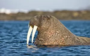 Tiholmane: Norway, Svalbard, Tiholmane Islands, Walrus