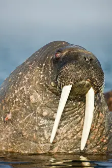 Submerged: Norway, Svalbard, Tiholmane Islands, Walrus
