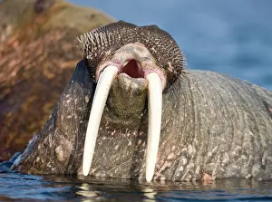 Individuality: Norway, Svalbard, Tiholmane Islands, Walrus