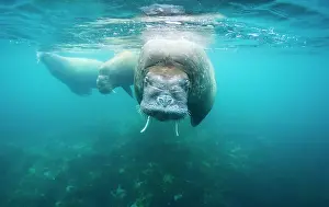 Survival: Norway, Svalbard, Underwater view of Walrus
