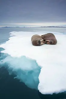 Peace: Norway, Svalbard, Walrus (Odobenus rosmarus)