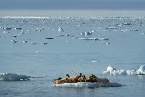 Walrus: Norway, Svalbard. Walrus pod in Arctic Ocean. ic Don Grall /