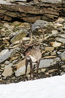 Fredrik: Norway, Troms. Male Reindeer (Rangifer tarandus)