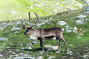 Fredrik: Norway, Troms. Male Reindeer (Rangifer tarandus)