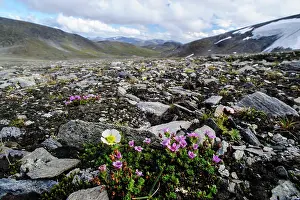 Harsh: Norway, Troms. Purple Mountain Saxifrage