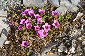 Norse: Norway. Tundra flowers Svalbard Archipelago
