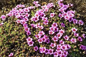 Norse: Norway. Tundra flowers Svalbard Archipelago